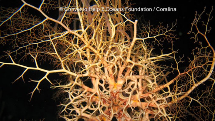 Basket star (9)
